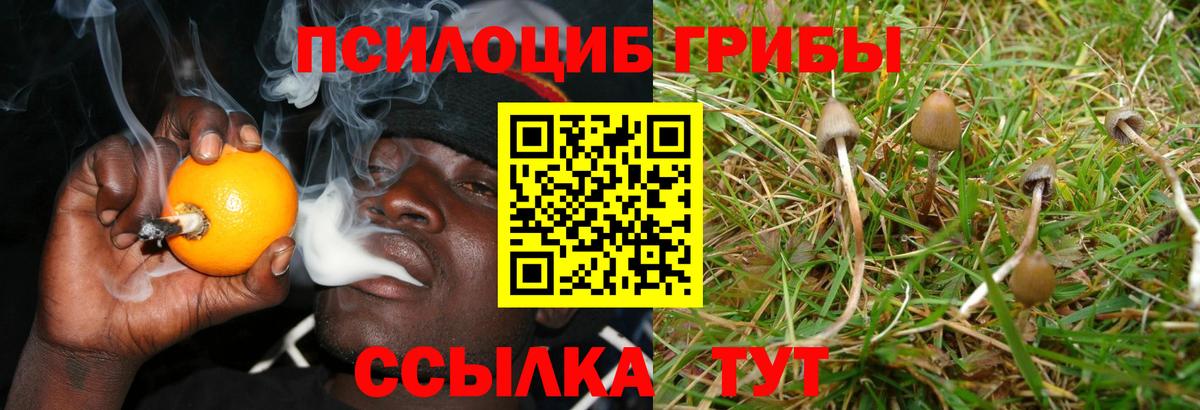 Галлюциногенные грибы Psilocybe Кострома